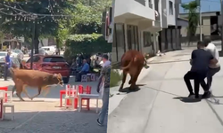 Bursa’da dana ipi kopardı, şehirde mini maraton başladı