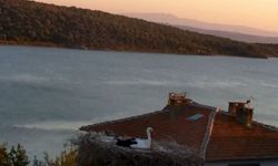 Yaren leylek depremi önceden hissetti