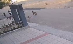 Bursa'da köpeklerin saldırısından son anda kurtuldular
