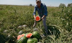 Sözleşmeli ekti 3 bin 500 ton karpuzu tarlada kaldı