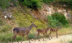 Bursa'da Kızıl geyik ailesi kameralarda