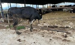 Şapa karşı en radikal korumayı açıkladı