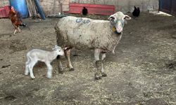 Şapa karşı 'hayvanlara küflü domates yedirmeyin, idrar içirmeyin' uyarısı