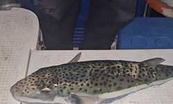 Gemlik Körfezi'nde büyük panik!