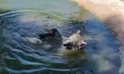 Kış uykusundan önce son banyo