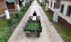 Osmangazi Belediyesi Doğal Üretimle Sofralara Sağlık Sunuyor