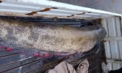 Bursa'da yakalanan 65 kiloluk dev balık, görenleri şaşkına çevirdi