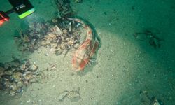 Marmara Denizi'nin ekolojik yapısı mercek altında