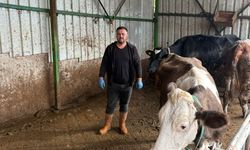 Şap hastalığına bir hayvanını daha verdi