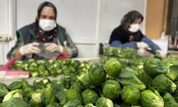 Rusya ve Hollanda lahanayı "Brüksel"den değil İznik'ten alıyor