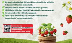 Osmangazi Belediyesi yüzde 50 hibeli çilek fidesi dağıtacak