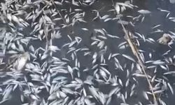 Bursa'da binlerce ölü balık bulundu