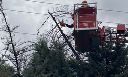 Bursa'da lodos ağacı devirdi, elektrik hatları zarar gördü