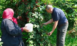 Kestel'de ahududu ve böğürtlen üretimi Sırbistan modeliyle artırılacak