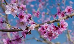 Cemre havaya düştü: baharın ilk habercisi geldi