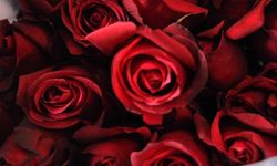 Sevgililer Günü’nün ortaya çıkışı: 14 Şubat’ın bilinmeyen tarihi