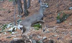 Uludağ’ın zengin doğası objektifte