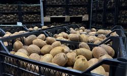 İznik kivisi Avrupa yolunda: Talep patladı