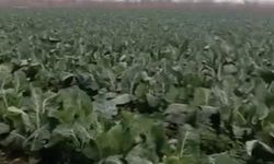 Bursa’da sağanak tarımı vurdu