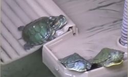 Bursa'da kaplumbağa operasyonu