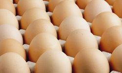 TİÜK verileri: Türkiye'de yumurta üretiminde düşüş