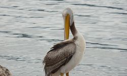 Uluabat Gölü’nde su seviyesi 10 yıl sonra rekor seviyeye ulaştı