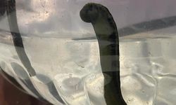 Bursa’da sülükle cilt bakımı trend oldu