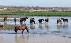 Uluabat Gölü taştı, milyonluk yarış atlarının tavlaları sular altında kaldı