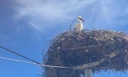 Leylek Köyü’nde erken buluşma: Yaren’in eşi yuvada