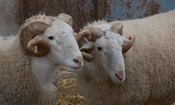 Küçükbaşta suni tohumlama dönemi başlıyor