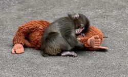 Sosyal Medyayı Duygulandıran Maymun Punch’ın “Anne Oyuncağı” Türkiye’de Satışta