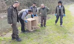Karacabey Longozları’nda Yaban Hayatı Yeniden Özgür