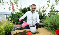 Kestel Belediyesi’nden süs bitkileri üreticilerine destek