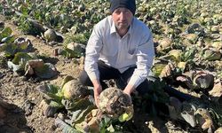 Pazarda 70 lira, tarlada fiyatı... Çiftçinin emeği toprak oldu