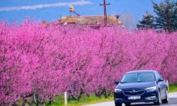Bursa İznik Ovası’nda Şeftali Bahçeleri Baharı Getirdi