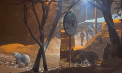 Uludağ'da kış uykusundan uyanan ayı ailesi yemek için Sarıalan'a indi