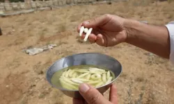 Doğada buluyorlar 1 günde asgari ücretin 2 katı gelir kazanıyorlar