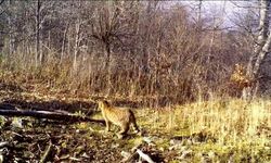 Ormanın gizemli sakini yaban kedisi görüntülendi