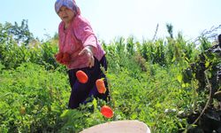 Karacabey'de salçalık domates ekiminde "serbest"in fazla olması bekleniyor