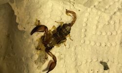 Bursa'da akrep sokan kadın hastanelik oldu