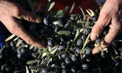 Bir kilogram zeytin için 6798 litre suya ihtiyaç duyuluyor