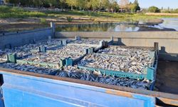 İznik Gölü’nde bereketli sezon...Gümüş balığında yüzler gülüyor