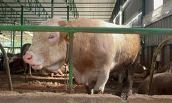 Bursa'da kurban hareketliliği: Tonluk boğayı 400 bin liraya sattı