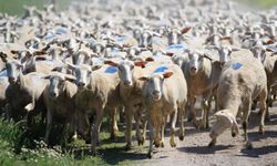 Kırsalda Bereket Küçükbaşa Destek Projesi” için son başvuru uyarısı: fırsatı kaçırmayın!