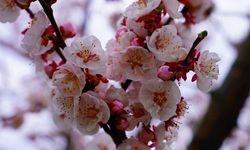 İznik çiçek bahçesine büründü