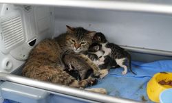 Süt anne kedi, 3 kediyi de sahiplendi
