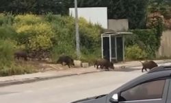 Bursa’da Aç Kalan Domuz Sürüsü Şehir Merkezine İndi