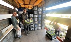 İlk hasat başladı... Kilosu 25 lira
