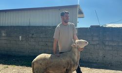 Bursa’da Kurbanlıkta Uygun Fiyatın Adresi Kırsal Bölgeler