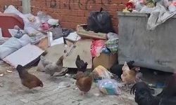 2 haftadır alınmayan çöpler tepki çekti